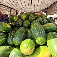 Local farmer selling large watermelon produce in the local market