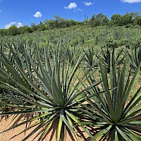 Bacanora plants