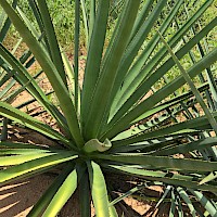 Bacanora plant